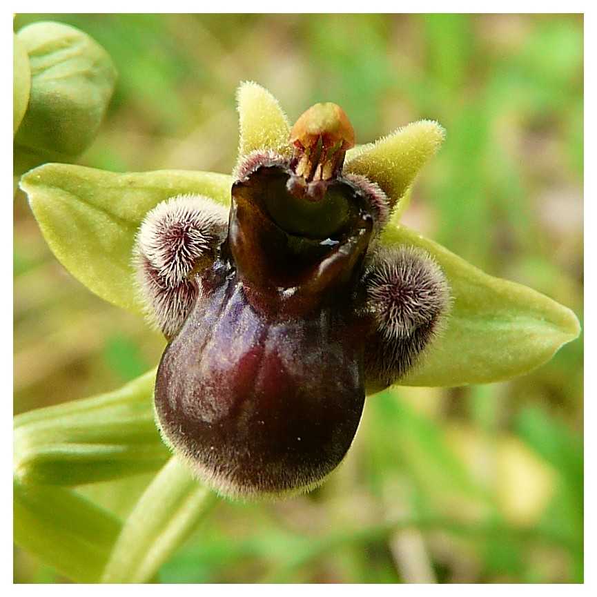 Ophrys bombyliflora